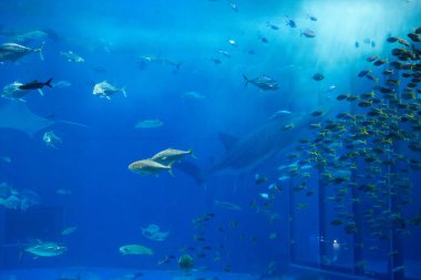 Okinawa, Japonya 'daki Okinawa Expo Park' taki Okinawa Churaumi Akvaryumu 'nun ana tankı Kuroshio Denizi' dir. Akvaryum açılırken en büyüğü oydu..