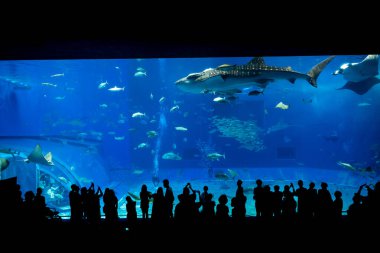 Okinawa, Japonya 'daki Okinawa Expo Park' taki Okinawa Churaumi Akvaryumu 'nun ana tankı Kuroshio Denizi' dir. Akvaryum açılırken en büyüğü oydu..