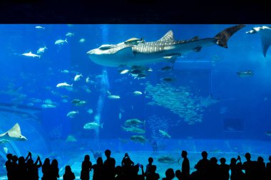 Okinawa, Japonya 'daki Okinawa Expo Park' taki Okinawa Churaumi Akvaryumu 'nun ana tankı Kuroshio Denizi' dir. Akvaryum açılırken en büyüğü oydu..