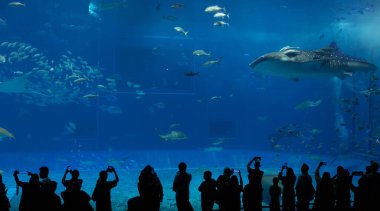 Okinawa, Japonya 'daki Okinawa Expo Park' taki Okinawa Churaumi Akvaryumu 'nun ana tankı Kuroshio Denizi' dir. Akvaryum açılırken en büyüğü oydu..