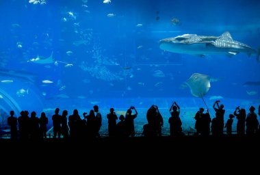 Okinawa, Japonya 'daki Okinawa Expo Park' taki Okinawa Churaumi Akvaryumu 'nun ana tankı Kuroshio Denizi' dir. Akvaryum açılırken en büyüğü oydu..