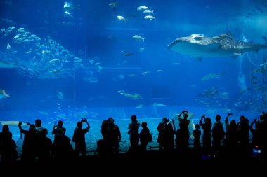 Okinawa, Japonya 'daki Okinawa Expo Park' taki Okinawa Churaumi Akvaryumu 'nun ana tankı Kuroshio Denizi' dir. Akvaryum açılırken en büyüğü oydu..