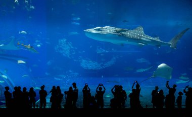 Okinawa, Japonya 'daki Okinawa Expo Park' taki Okinawa Churaumi Akvaryumu 'nun ana tankı Kuroshio Denizi' dir. Akvaryum açılırken en büyüğü oydu..
