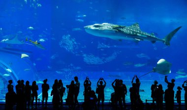 Okinawa, Japonya 'daki Okinawa Expo Park' taki Okinawa Churaumi Akvaryumu 'nun ana tankı Kuroshio Denizi' dir. Akvaryum açılırken en büyüğü oydu..