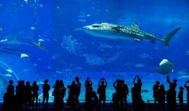 Okinawa, Japonya 'daki Okinawa Expo Park' taki Okinawa Churaumi Akvaryumu 'nun ana tankı Kuroshio Denizi' dir. Akvaryum açılırken en büyüğü oydu..