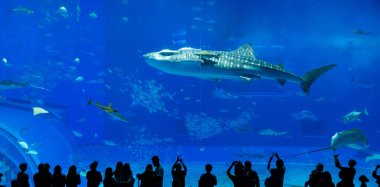 Okinawa, Japonya 'daki Okinawa Expo Park' taki Okinawa Churaumi Akvaryumu 'nun ana tankı Kuroshio Denizi' dir. Akvaryum açılırken en büyüğü oydu..