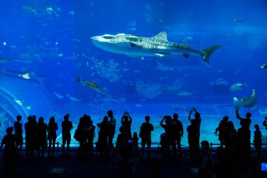 Okinawa, Japonya 'daki Okinawa Expo Park' taki Okinawa Churaumi Akvaryumu 'nun ana tankı Kuroshio Denizi' dir. Akvaryum açılırken en büyüğü oydu..