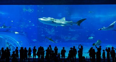 Okinawa, Japonya 'daki Okinawa Expo Park' taki Okinawa Churaumi Akvaryumu 'nun ana tankı Kuroshio Denizi' dir. Akvaryum açılırken en büyüğü oydu..