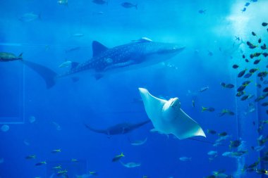 Okinawa, Japonya 'daki Okinawa Expo Park' taki Okinawa Churaumi Akvaryumu 'nun ana tankı Kuroshio Denizi' dir. Akvaryum açılırken en büyüğü oydu..