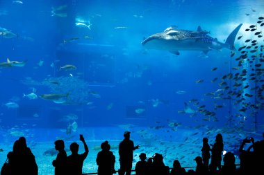 Okinawa, Japonya 'daki Okinawa Expo Park' taki Okinawa Churaumi Akvaryumu 'nun ana tankı Kuroshio Denizi' dir. Akvaryum açılırken en büyüğü oydu..