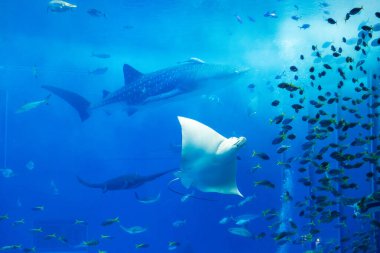 Okinawa, Japonya 'daki Okinawa Expo Park' taki Okinawa Churaumi Akvaryumu 'nun ana tankı Kuroshio Denizi' dir. Akvaryum açılırken en büyüğü oydu..