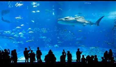 Nagoya Akvaryumu, Japonya - Temmuz 2024: Japonya 'nın Okinawa kentindeki Ocean Expo Park' taki Okinawa Churaumi Akvaryumu 'nun ana tankı Kuroshio Denizi olarak adlandırıldı. Akvaryum açılırken en büyüğü oydu..