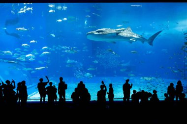 Nagoya Akvaryumu, Japonya - Temmuz 2024: Japonya 'nın Okinawa kentindeki Ocean Expo Park' taki Okinawa Churaumi Akvaryumu 'nun ana tankı Kuroshio Denizi olarak adlandırıldı. Akvaryum açılırken en büyüğü oydu..