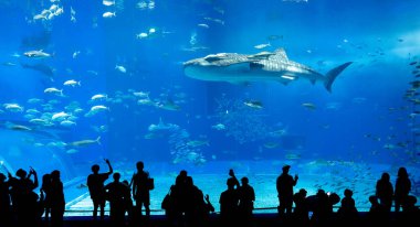 Nagoya Akvaryumu, Japonya - Temmuz 2024: Japonya 'nın Okinawa kentindeki Ocean Expo Park' taki Okinawa Churaumi Akvaryumu 'nun ana tankı Kuroshio Denizi olarak adlandırıldı. Akvaryum açılırken en büyüğü oydu..