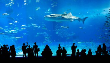 Nagoya Akvaryumu, Japonya - Temmuz 2024: Japonya 'nın Okinawa kentindeki Ocean Expo Park' taki Okinawa Churaumi Akvaryumu 'nun ana tankı Kuroshio Denizi olarak adlandırıldı. Akvaryum açılırken en büyüğü oydu..