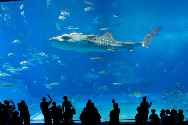 Nagoya Akvaryumu, Japonya - Temmuz 2024: Japonya 'nın Okinawa kentindeki Ocean Expo Park' taki Okinawa Churaumi Akvaryumu 'nun ana tankı Kuroshio Denizi olarak adlandırıldı. Akvaryum açılırken en büyüğü oydu..