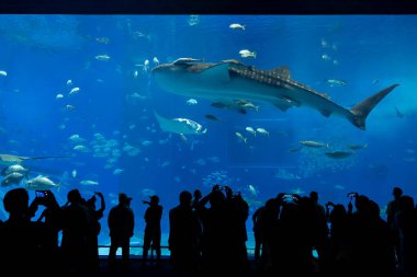 Nagoya Akvaryumu, Japonya - Temmuz 2024: Japonya 'nın Okinawa kentindeki Ocean Expo Park' taki Okinawa Churaumi Akvaryumu 'nun ana tankı Kuroshio Denizi olarak adlandırıldı. Akvaryum açılırken en büyüğü oydu..