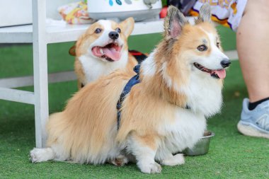 Mutlu Standart Kahverengi Corgi Hafta Sonu Arkadaşlarıyla Suni Çimlerde Açık Hava Oynuyor