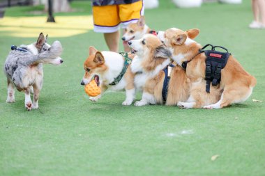 Mutlu Standart Kahverengi Corgi Hafta Sonu Arkadaşlarıyla Suni Çimlerde Açık Hava Oynuyor