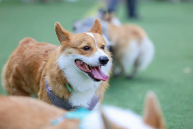 Mutlu Standart Kahverengi Corgi Hafta Sonu Arkadaşlarıyla Suni Çimlerde Açık Hava Oynuyor