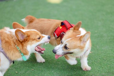 Mutlu Standart Kahverengi Corgi Hafta Sonu Arkadaşlarıyla Suni Çimlerde Açık Hava Oynuyor