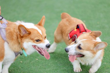 Mutlu Standart Kahverengi Corgi Hafta Sonu Arkadaşlarıyla Suni Çimlerde Açık Hava Oynuyor
