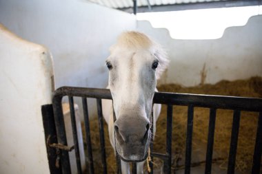 Brown Horse 's Eyes and Body in Stable' ın Kapalı Çekimi Arka planda Eğitim Arenası