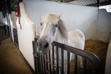 Brown Horse 's Eyes and Body in Stable' ın Kapalı Çekimi Arka planda Eğitim Arenası