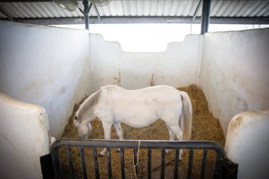 Brown Horse 's Eyes and Body in Stable' ın Kapalı Çekimi Arka planda Eğitim Arenası