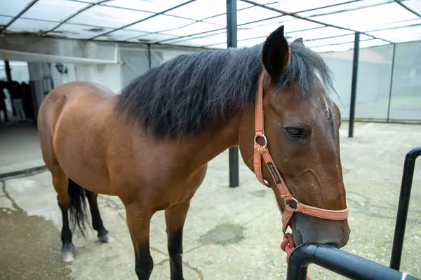 Brown Horse 's Eyes and Body in Stable' ın Kapalı Çekimi Arka planda Eğitim Arenası