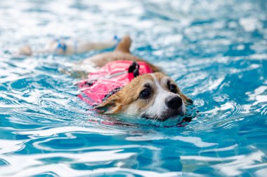 Mayolu Mutlu Corgi diğer köpeklerle birlikte yüzme havuzunda su oyununun tadını çıkarıyor.
