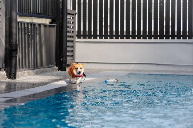 Mayolu Mutlu Corgi diğer köpeklerle birlikte yüzme havuzunda su oyununun tadını çıkarıyor.