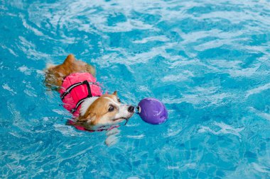 Mayolu Mutlu Corgi diğer köpeklerle birlikte yüzme havuzunda su oyununun tadını çıkarıyor.