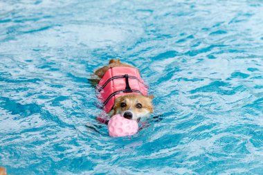 Mayolu Mutlu Corgi diğer köpeklerle birlikte yüzme havuzunda su oyununun tadını çıkarıyor.
