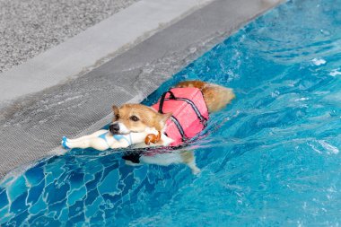 Mayolu Mutlu Corgi diğer köpeklerle birlikte yüzme havuzunda su oyununun tadını çıkarıyor.