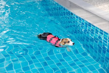 Mayolu Mutlu Corgi diğer köpeklerle birlikte yüzme havuzunda su oyununun tadını çıkarıyor.