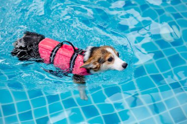 Mayolu Mutlu Corgi diğer köpeklerle birlikte yüzme havuzunda su oyununun tadını çıkarıyor.