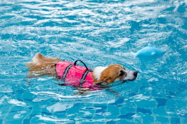 Mayolu Mutlu Corgi diğer köpeklerle birlikte yüzme havuzunda su oyununun tadını çıkarıyor.