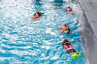 Mayolu Mutlu Corgi diğer köpeklerle birlikte yüzme havuzunda su oyununun tadını çıkarıyor.