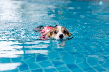 Mayolu Mutlu Corgi diğer köpeklerle birlikte yüzme havuzunda su oyununun tadını çıkarıyor.