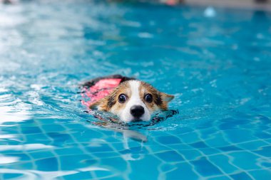 Mayolu Mutlu Corgi diğer köpeklerle birlikte yüzme havuzunda su oyununun tadını çıkarıyor.