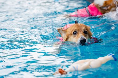 Mayolu Mutlu Corgi diğer köpeklerle birlikte yüzme havuzunda su oyununun tadını çıkarıyor.