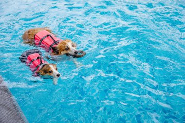 Mayolu Mutlu Corgi diğer köpeklerle birlikte yüzme havuzunda su oyununun tadını çıkarıyor.