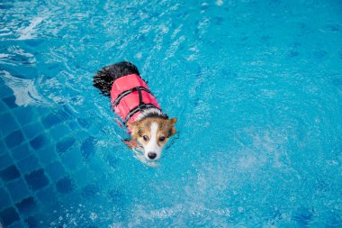 Mayolu Mutlu Corgi diğer köpeklerle birlikte yüzme havuzunda su oyununun tadını çıkarıyor.
