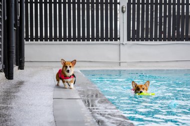 Mayolu Mutlu Corgi diğer köpeklerle birlikte yüzme havuzunda su oyununun tadını çıkarıyor.