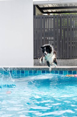 Mayolu Mutlu Corgi diğer köpeklerle birlikte yüzme havuzunda su oyununun tadını çıkarıyor.