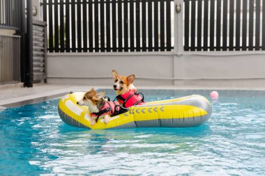 Mayolu Mutlu Corgi diğer köpeklerle birlikte yüzme havuzunda su oyununun tadını çıkarıyor.