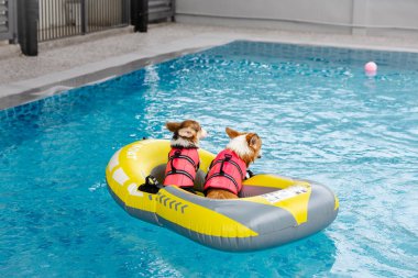 Mayolu Mutlu Corgi diğer köpeklerle birlikte yüzme havuzunda su oyununun tadını çıkarıyor.