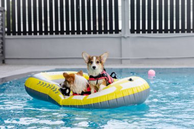 Mayolu Mutlu Corgi diğer köpeklerle birlikte yüzme havuzunda su oyununun tadını çıkarıyor.