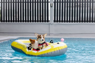 Mayolu Mutlu Corgi diğer köpeklerle birlikte yüzme havuzunda su oyununun tadını çıkarıyor.